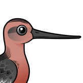 Bar-tailed Godwit