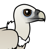 Himalayan Vulture