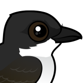 Eastern Kingbird