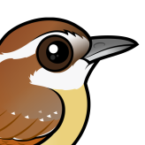 Carolina Wren