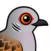 European Turtle Dove