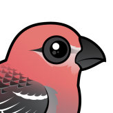 Pine Grosbeak