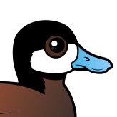 Ruddy Duck