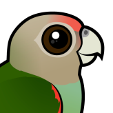 Cape Parrot