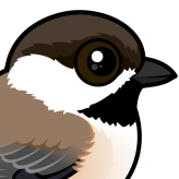Gray-headed Chickadee
