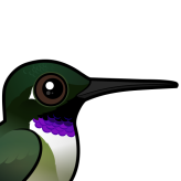 Black-chinned Hummingbird