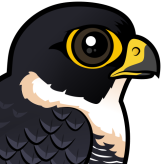 Bat Falcon