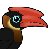 Rufous Hornbill