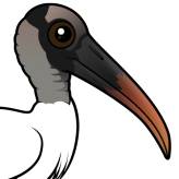 Wood Stork