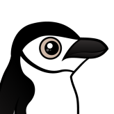 Chinstrap Penguin