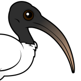 Sacred Ibis