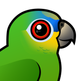 Orange-winged Parrot