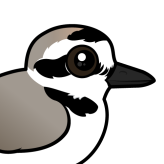 Snowy Plover