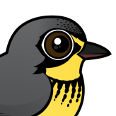 Canada Warbler
