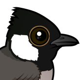 White-eared Bulbul