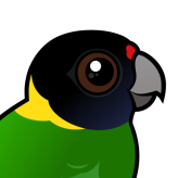 Australian Ringneck