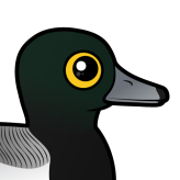 Greater Scaup