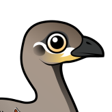Malleefowl