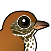 Wood Thrush