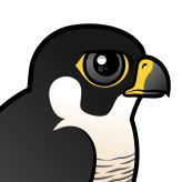Peregrine Falcon