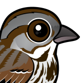 Song Sparrow