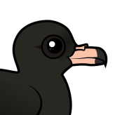 Flesh-footed Shearwater
