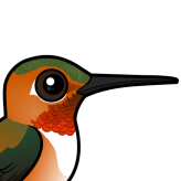 Rufous Hummingbird