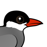 Whiskered Tern