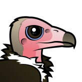 Hooded Vulture