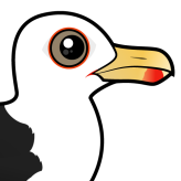 Great Black-backed Gull
