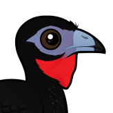 White-winged Guan