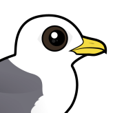 Red-legged Kittiwake