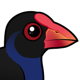 Australasian Swamphen