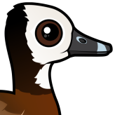 White-faced Whistling-Duck