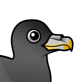 Northern Fulmar