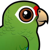 Puerto Rican Amazon