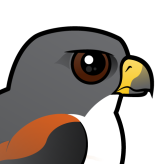 White-tailed Hawk
