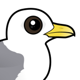 Black-legged Kittiwake