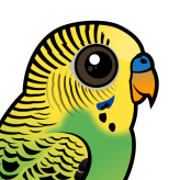 Budgerigar