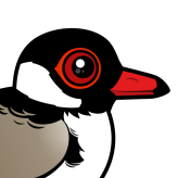 Hooded Plover