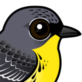 Kirtland's Warbler