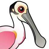 Roseate Spoonbill
