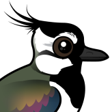 Northern Lapwing