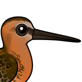Short-billed Dowitcher