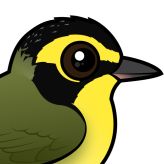 Kentucky Warbler
