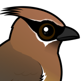 Cedar Waxwing