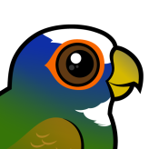 White-crowned Parrot