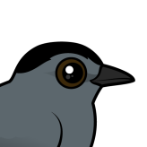 Gray Catbird