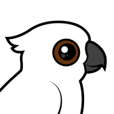 Umbrella Cockatoo
