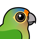 Orange-fronted Parakeet